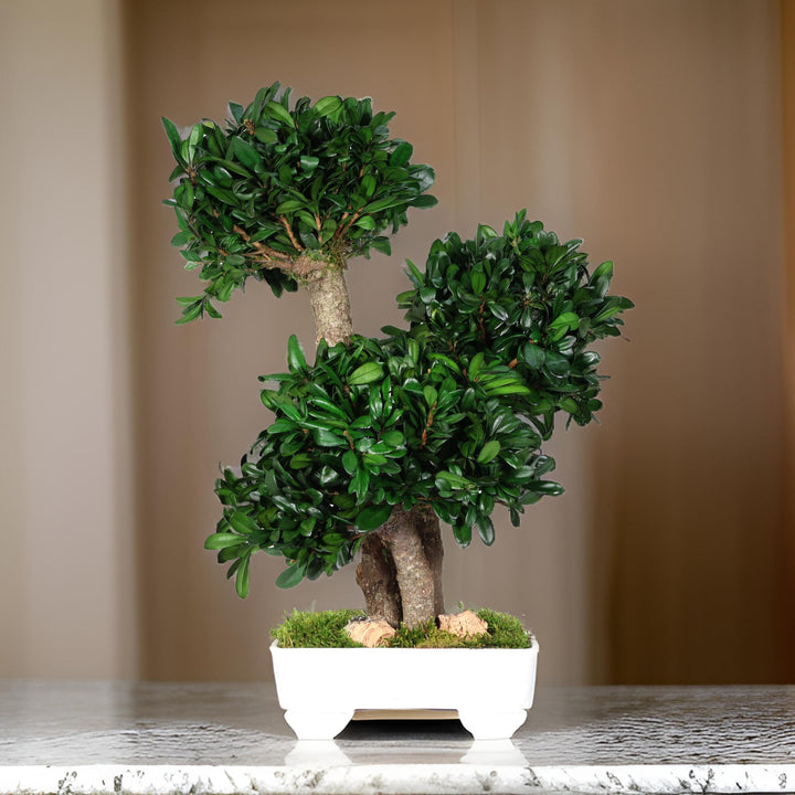 Tobira Bonsai 50 cm in Küche
