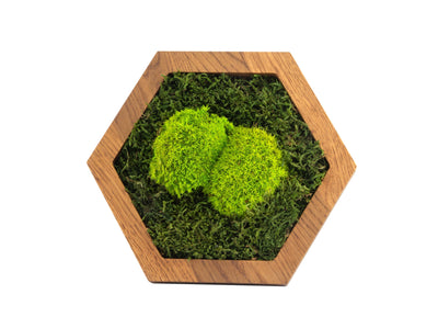 Hexagon Wandpaneele - Wald- und Kugelmoos
