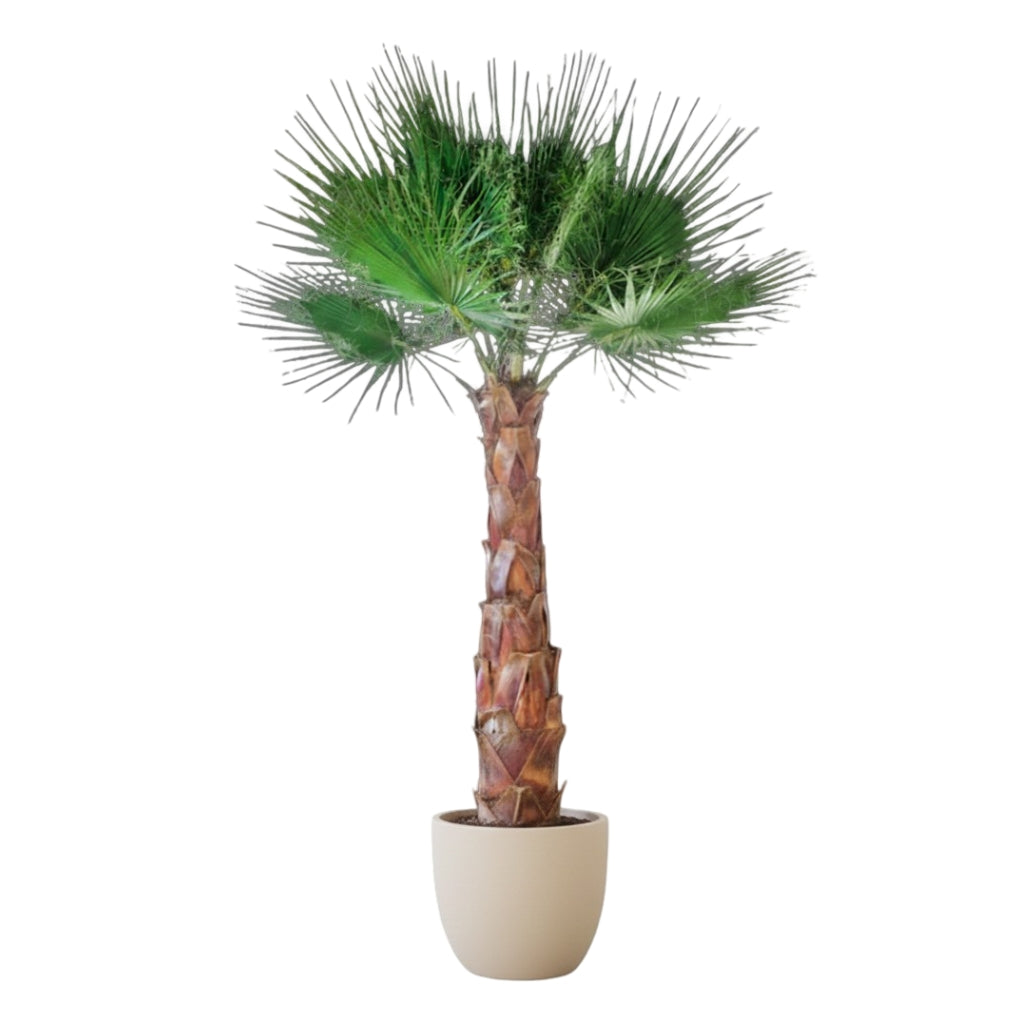 Washingtonia Palme stabilisiert für Innenräume