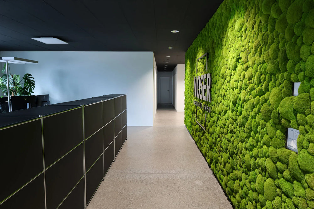 Kugelmooswand im Büro, Partnerschaft Innenbegrünung, Reseller
