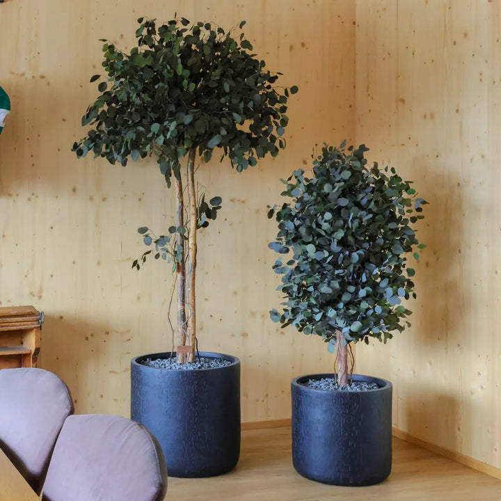 Populus Krone und Populus weit in Sitzungszimmer