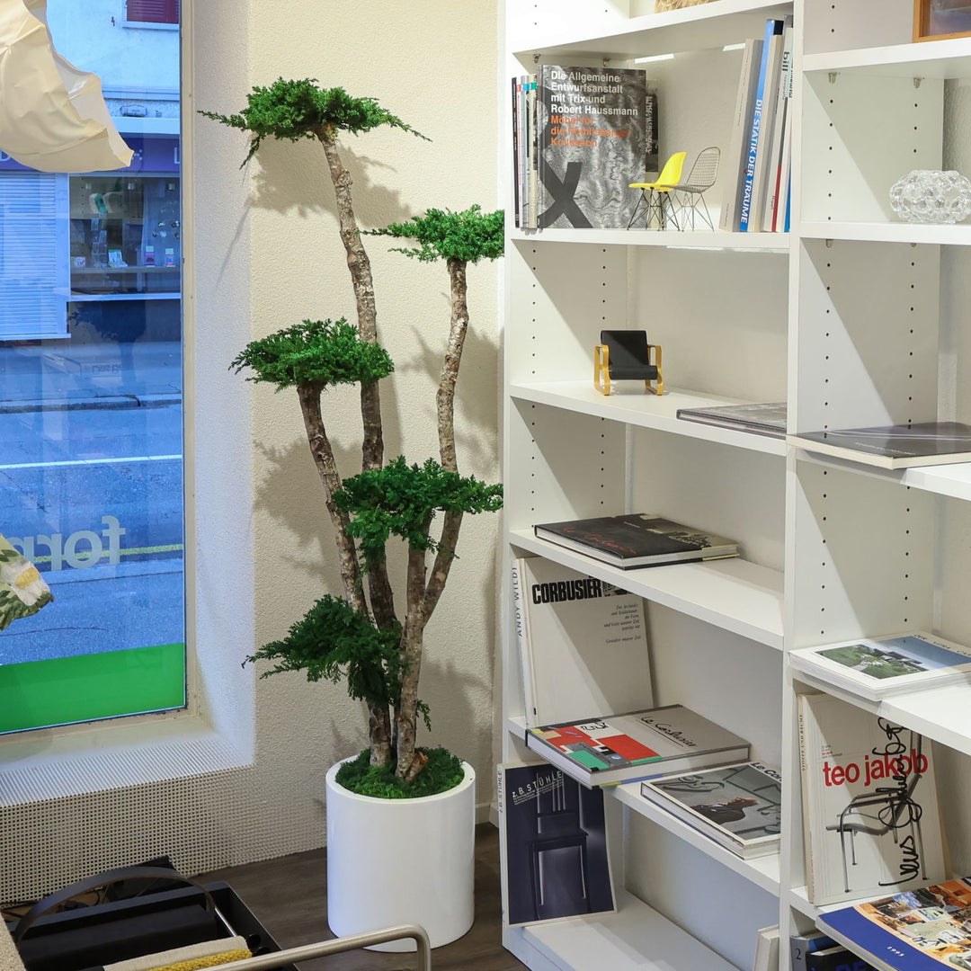 Bonsai-Baum 160 cm in Topf im Showroom