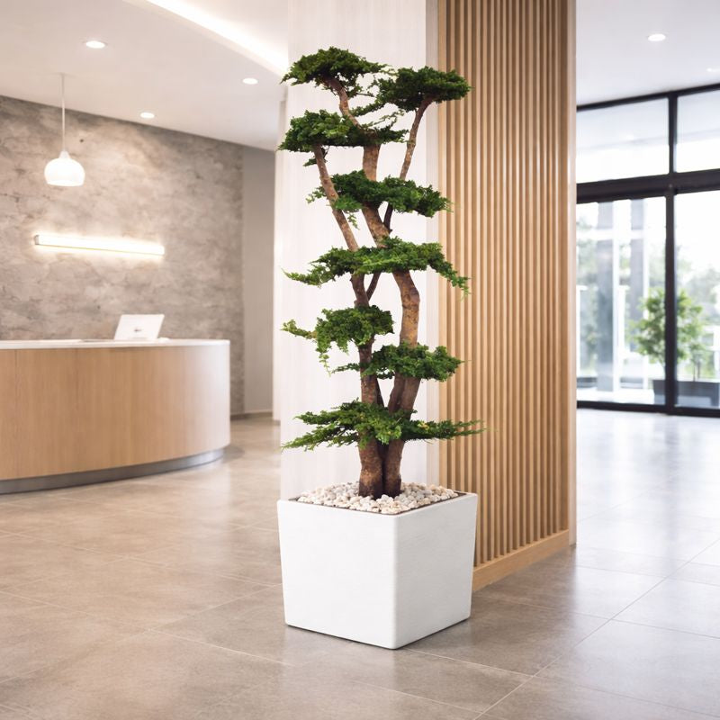 Juniperus Bonsai Baum 190 cm in Eingangsbereich