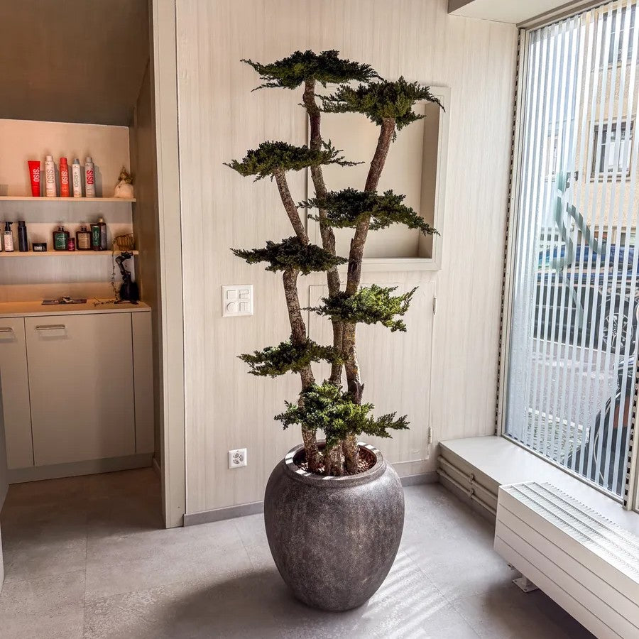 Juniperus Bonsai Baum 190 cm