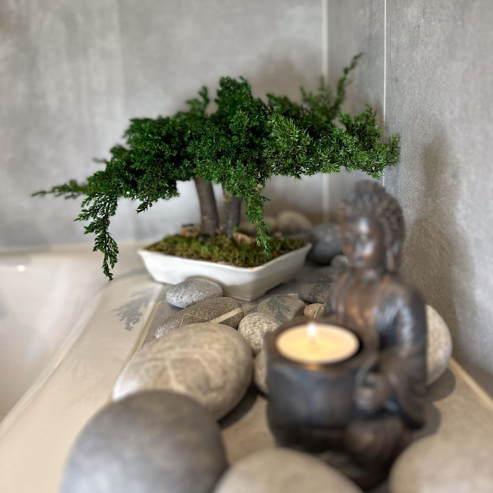 Juniperus Bonsai in Badezimmer