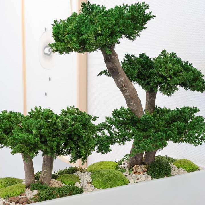 Juniperus Bonsai Landschaft