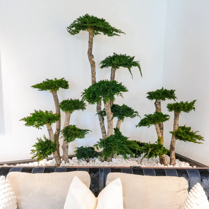 Bonsai-Landschaft in Pflanzentrog im Wohnzimmer