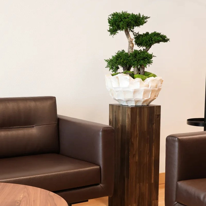 Bonsai in Schale in Kantonsspital St. Gallen