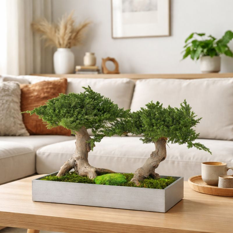 Bonsai zweistämmig in Wohnzimmer