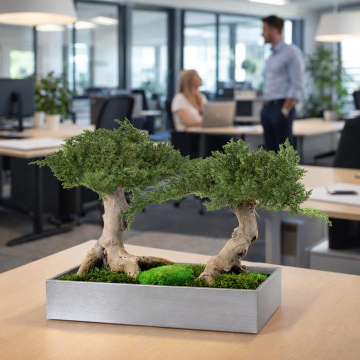 Juniperus Bonsai zweistämmig in Büro