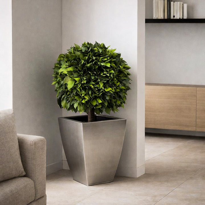 Hedera 1 Kugel Interior