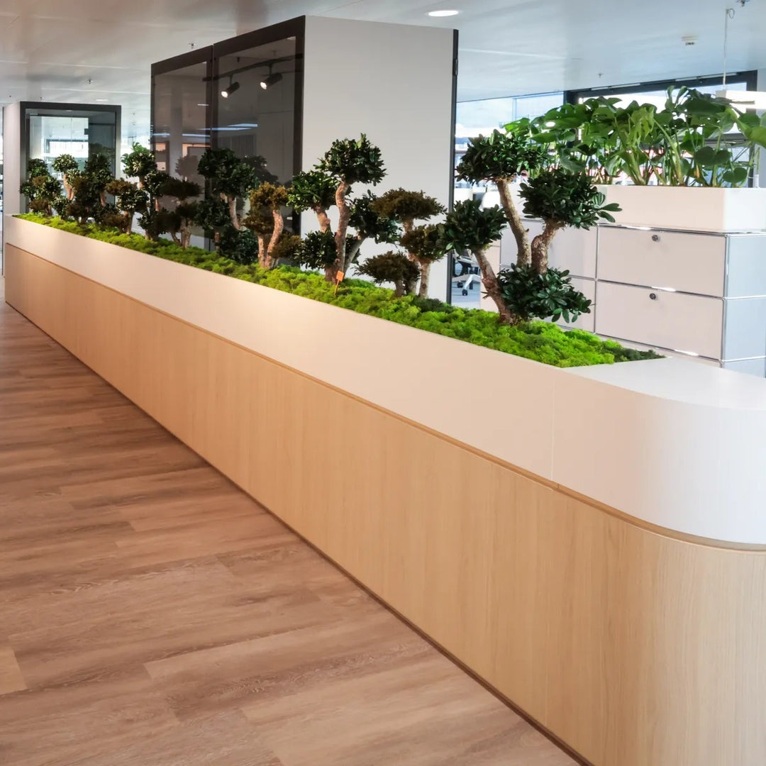 Raumteiler mit konservierten Bonsai