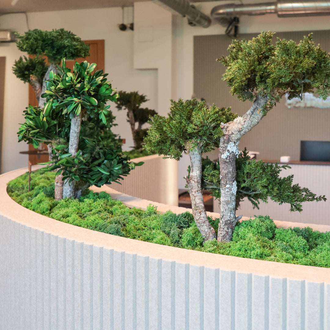 Raumteiler mit Bonsai