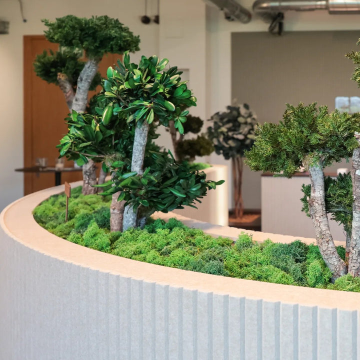 Tobira Bonsai in Raumteiler