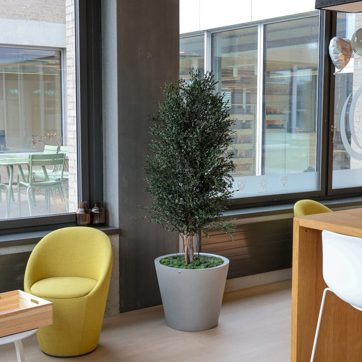 Parvifolia Pflanze in Pausenraum 