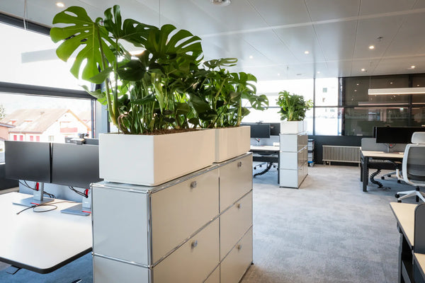 <strong>Lebende Pflanzen</strong>