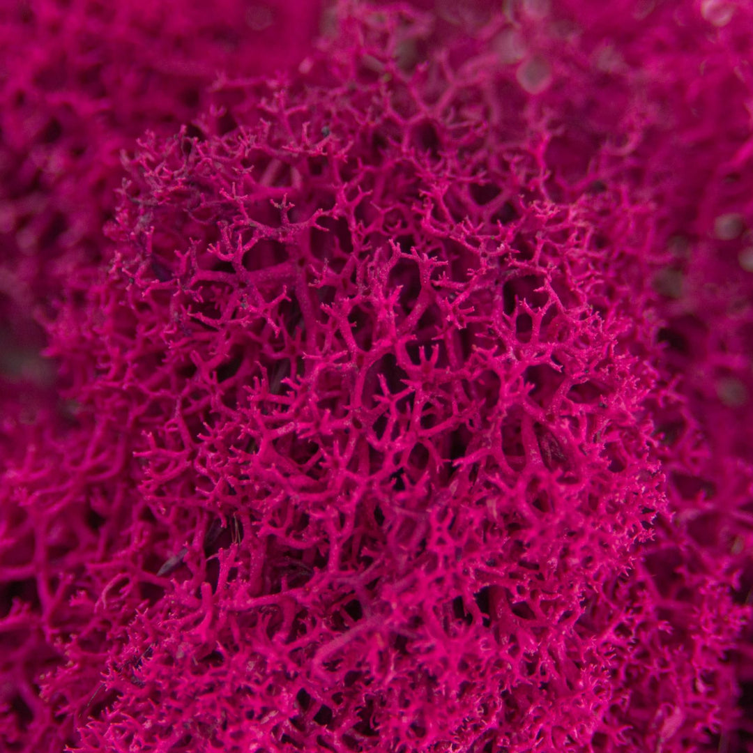 Islandmoos Pink