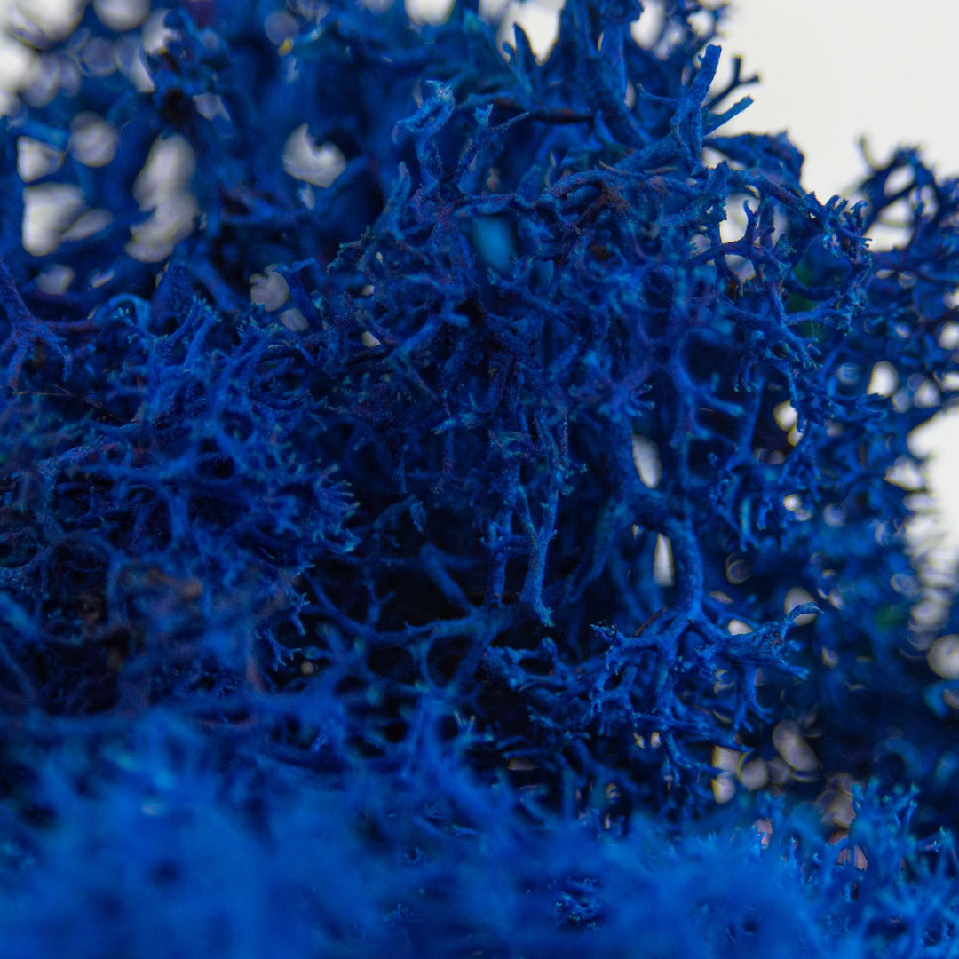 Islandmoos Blau