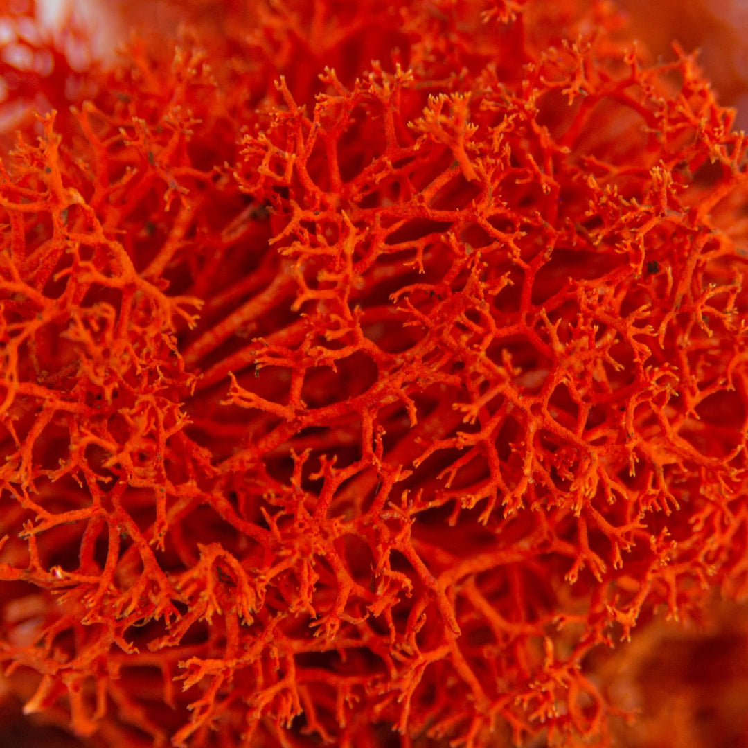 Islandmoos Orange