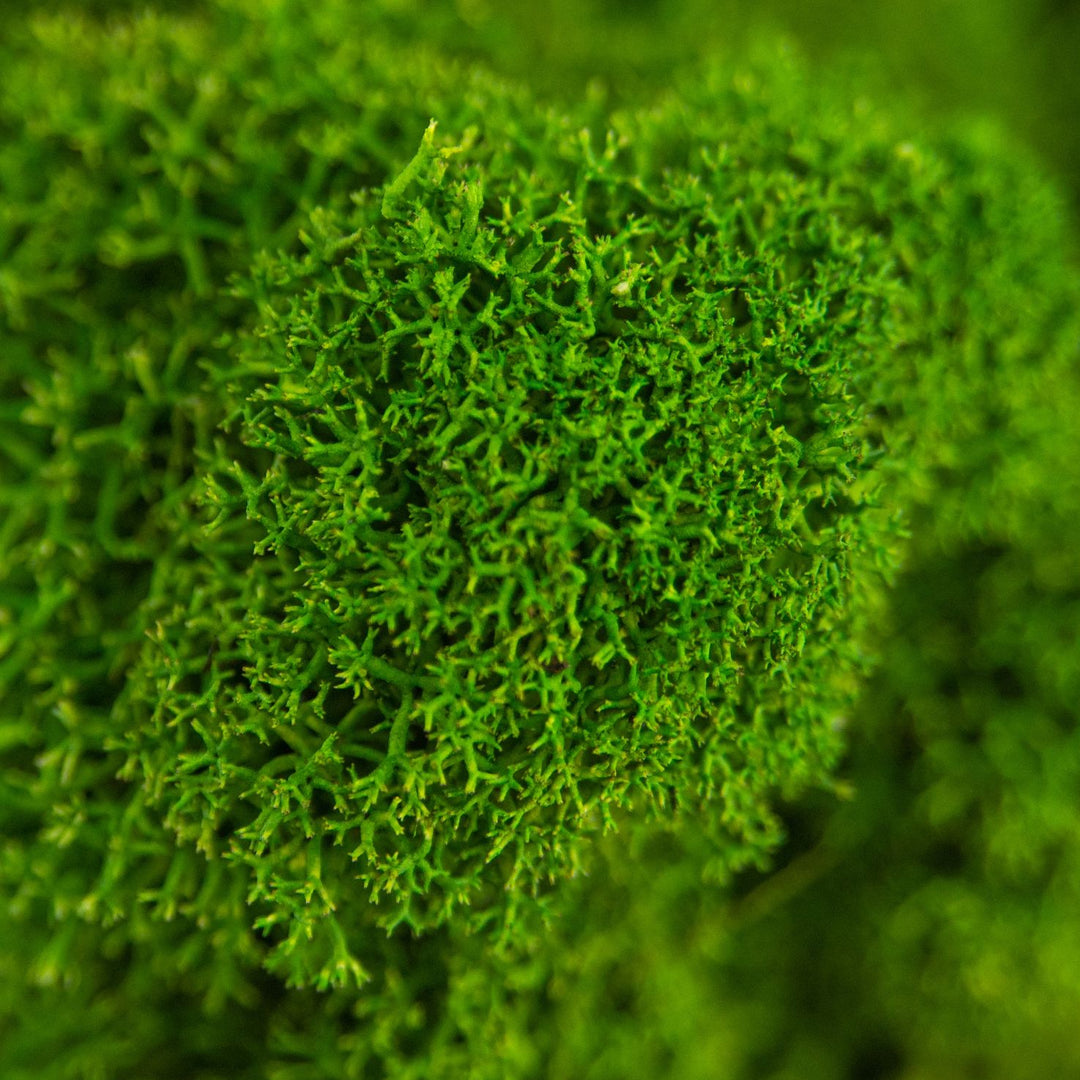 Islandmoos Wiesengrün