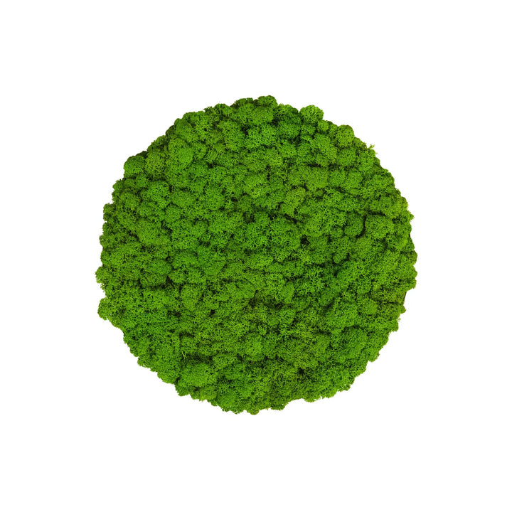 Islandmoosbild Apfelgrün 30 cm