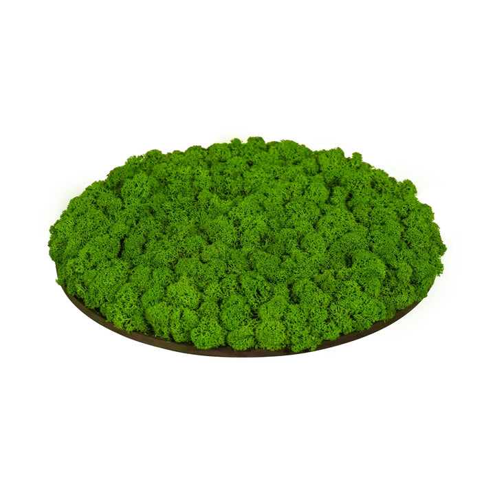 Islandmoosbild 30 cm Apfelgrün Seitenansicht