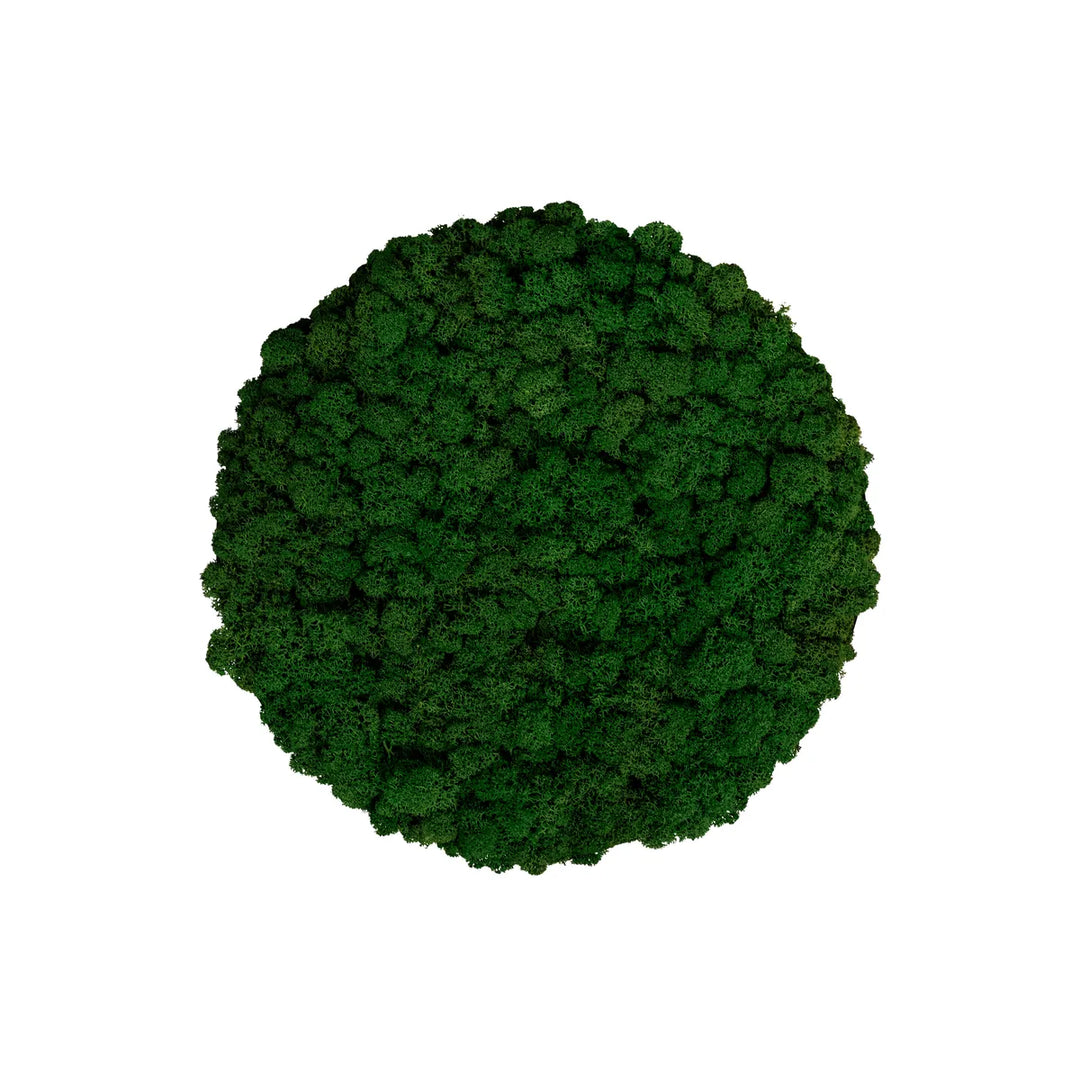 Islandmoosbild 30 cm Waldgrün 