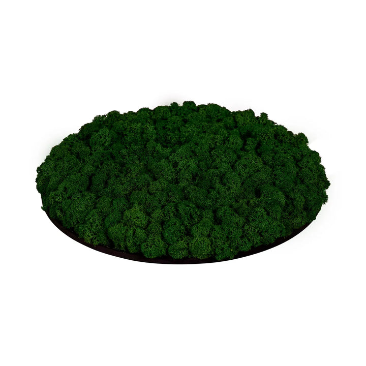 Islandmoosbild Waldgrün 30 cm Seitenansicht