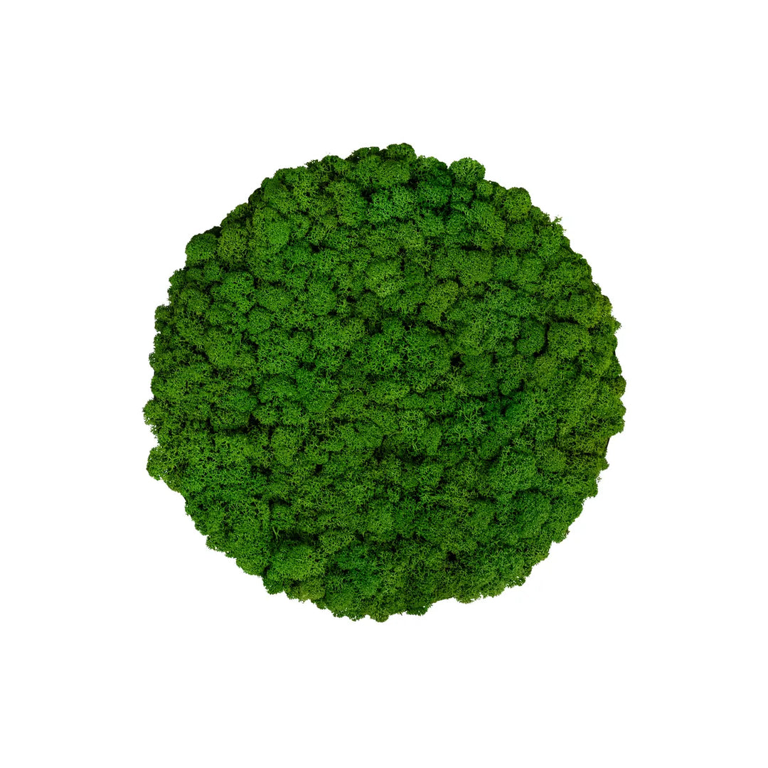 Islandmoosbild Wiesengrün 30 cm