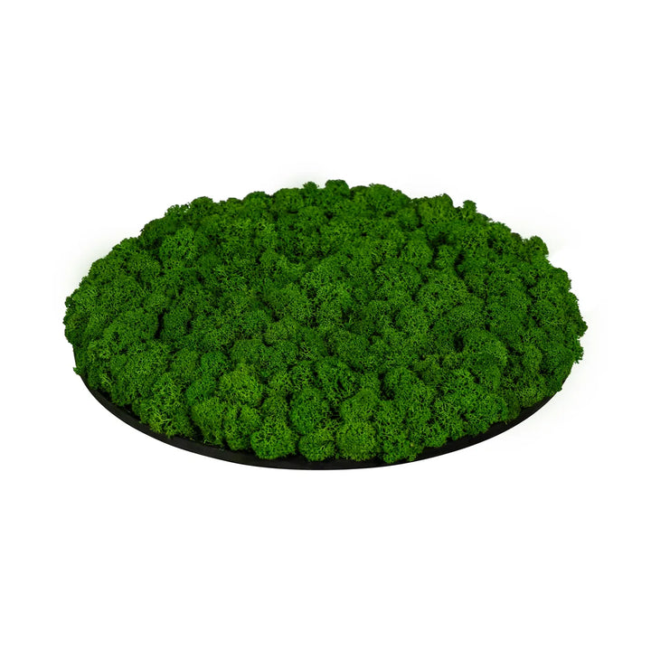 Islandmoosbild Wiesengrün 30 cm Seitenansicht