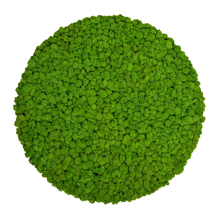 Islandmoosbild Apfelgrün 70 cm