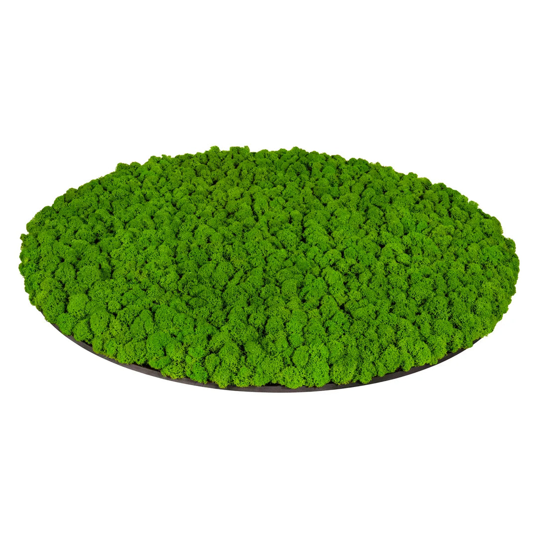 Islandmoosbild 70 cm Apfelgrün Seitenansicht