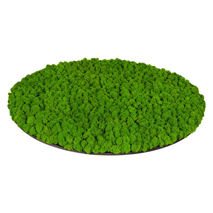 Islandmoosbild 70 cm Apfelgrün Seitenansicht