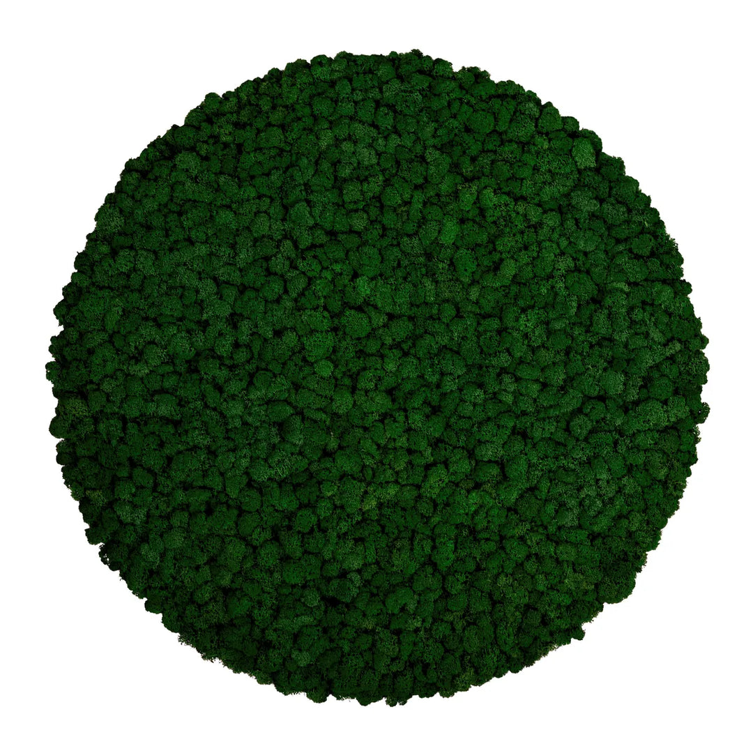 Islandmoosbild Waldgrün 70 cm