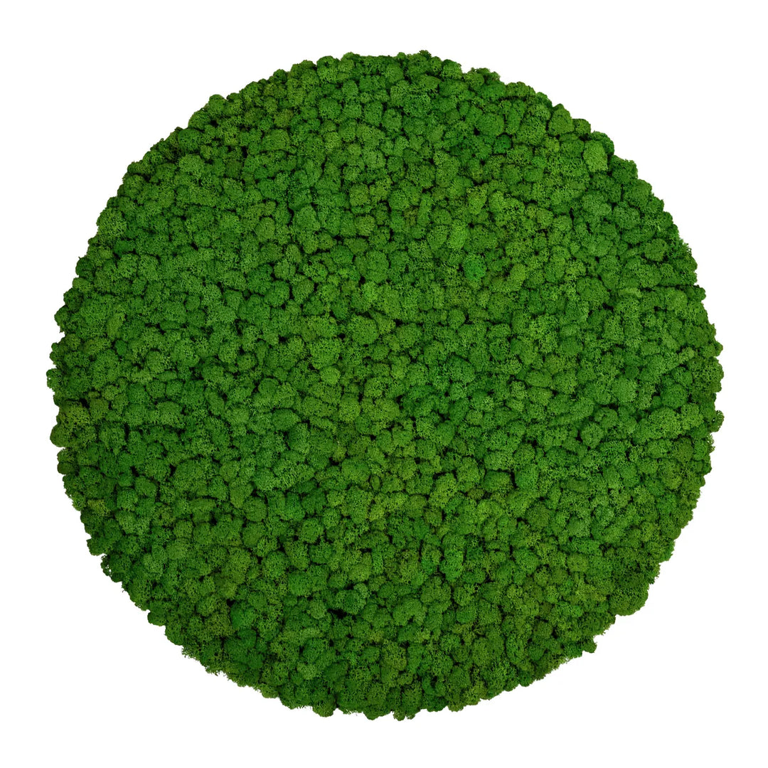 Islandmoosbild Wiesengrün 70 cm