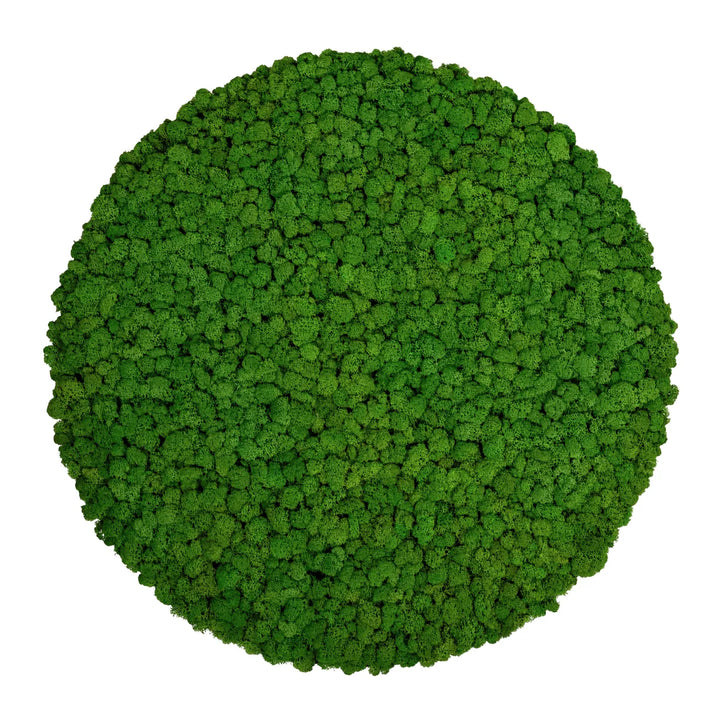 Islandmoosbild Wiesengrün 70 cm