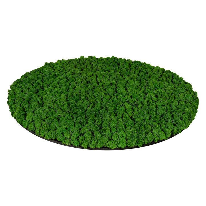 Islandmoosbild 70 cm Wiesengrün Seitenansicht