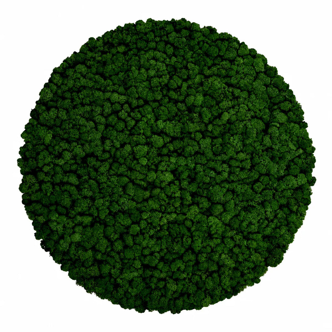 Islandmoosbild Waldgrün 80 cm