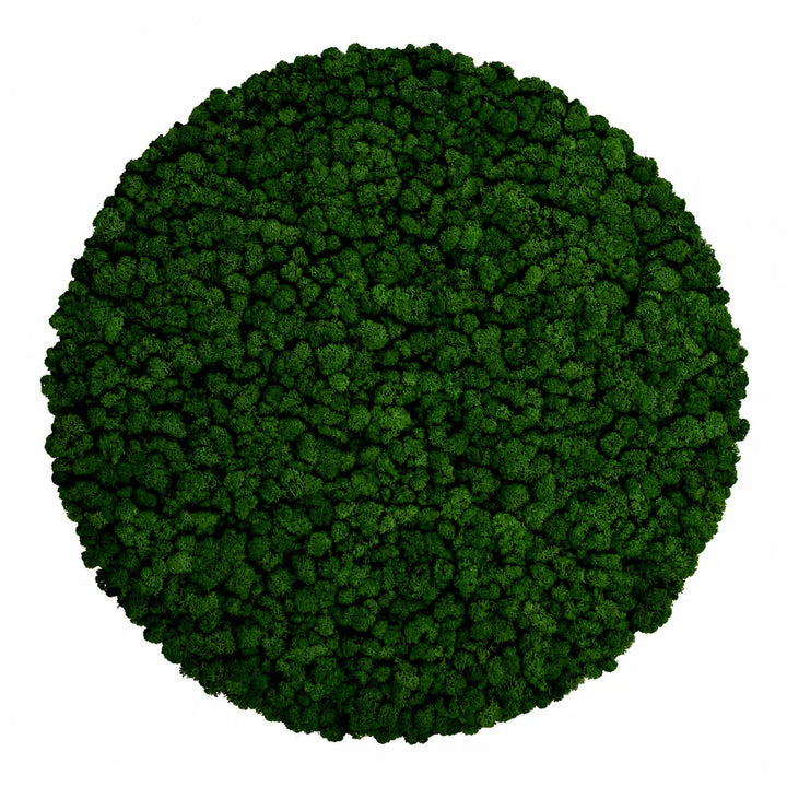 Islandmoosbild Waldgrün 80 cm