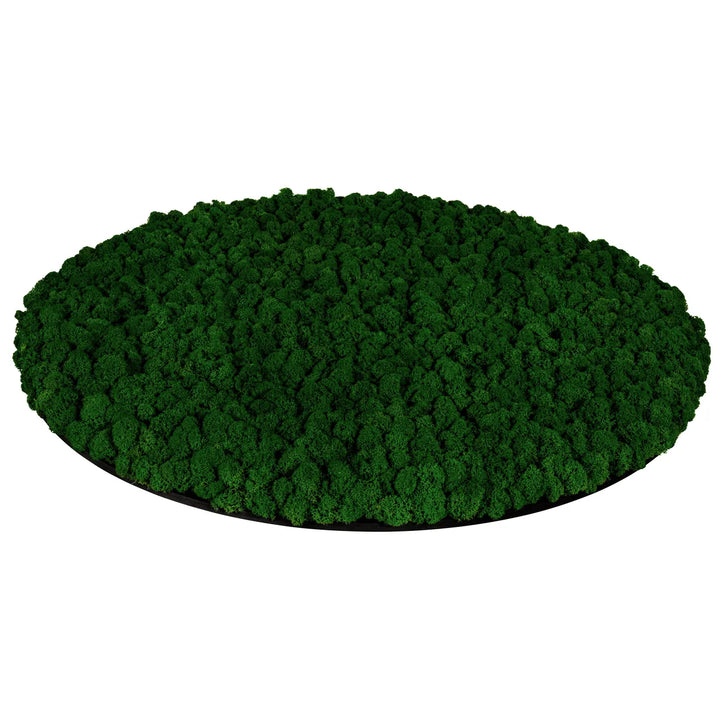Islandmoosbild Waldgrün 80 cm Seitenansicht