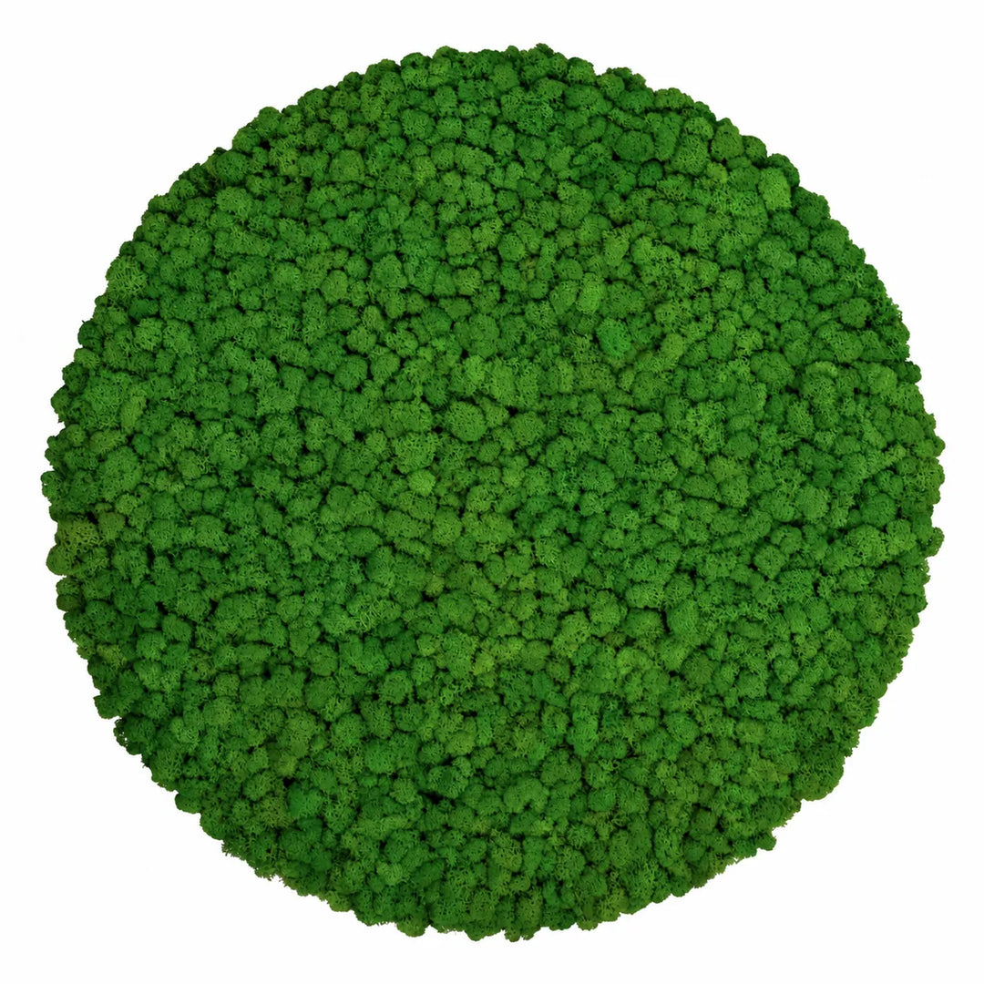 Islandmoosbild Wiesengrün 80 cm 