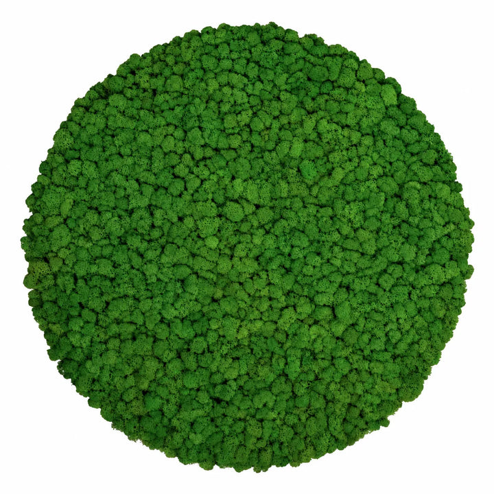 Islandmoosbild Wiesengrün 80 cm 