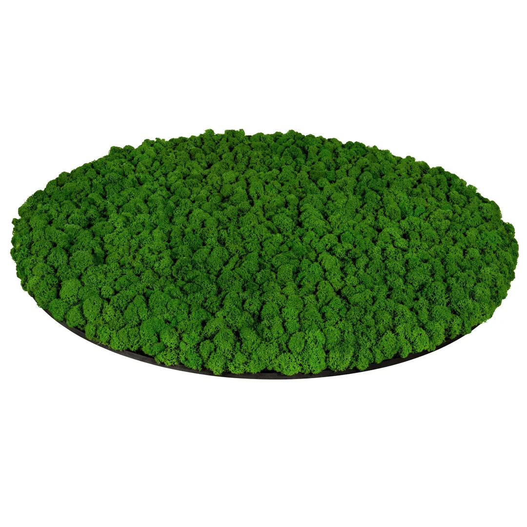 Islandmoosbild Wiesengrün 80 cm Seitenansicht