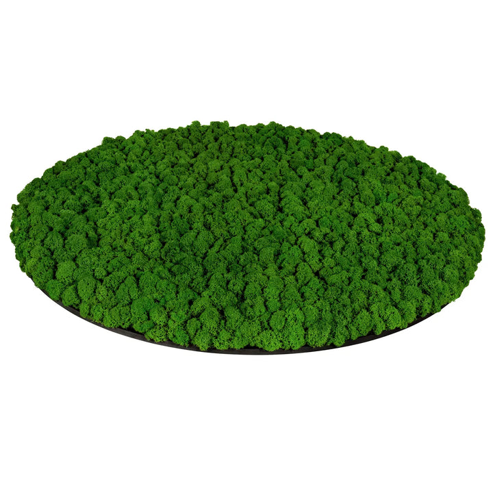 Islandmoosbild Wiesengrün 80 cm Seitenansicht