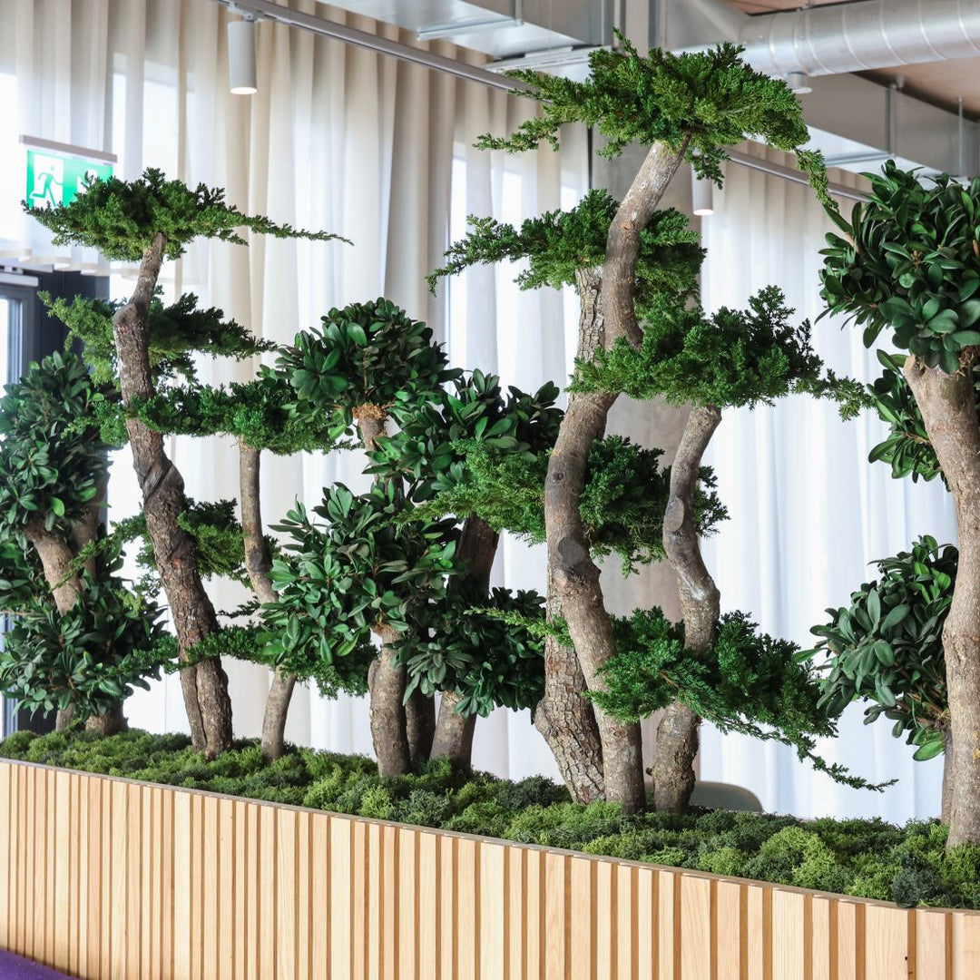 Juniperus Baum 100 cm in Pflanzengefäss