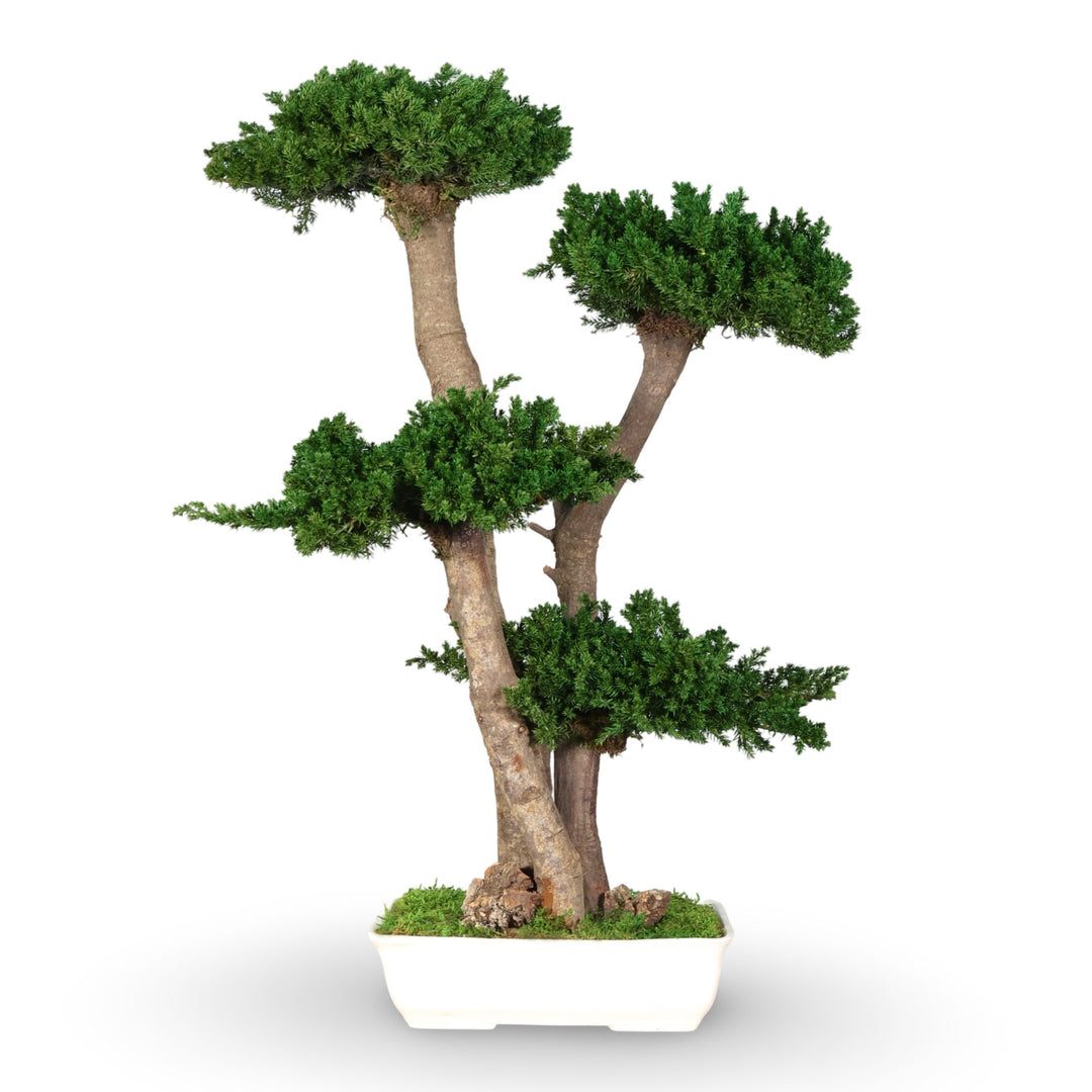 home depot bonsai tree Juniperus Bonsai – Maintenance-free bonsai