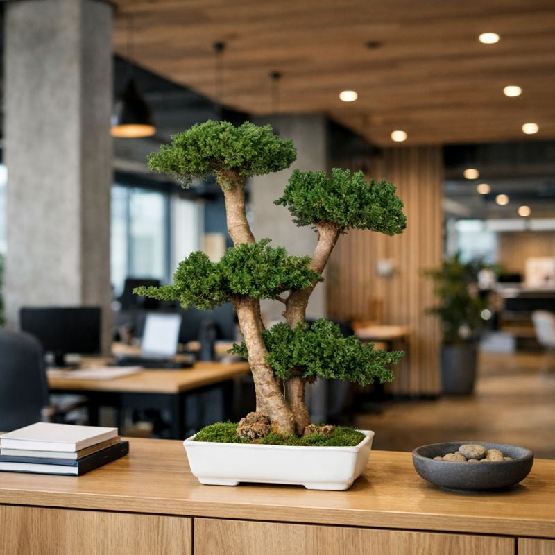 Juniperus Bonsai 70 cm in Büro 