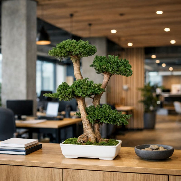Juniperus Bonsai 70 cm in Büro 