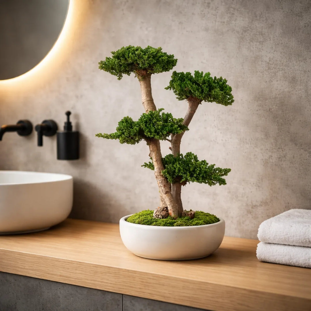Juniperus Bonsai 70 cm in Badezimmer