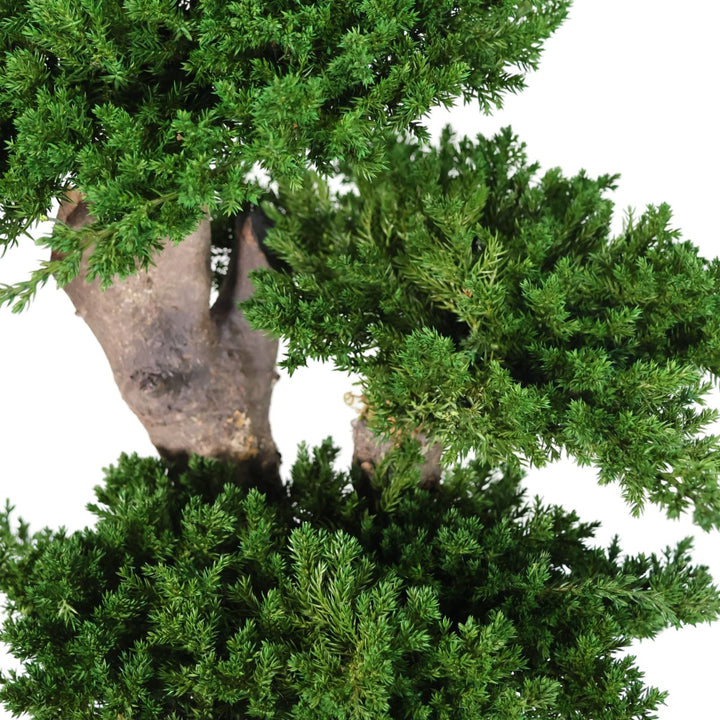 Juniperus Bonsai Detailaufnahme